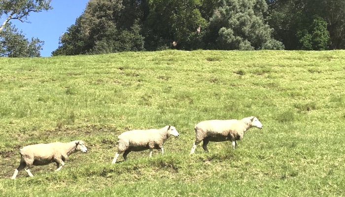 羊と牧草地